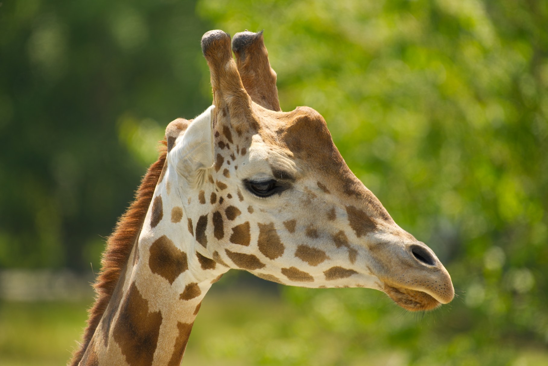 Giraffe 0615
